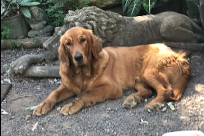 Yogi
