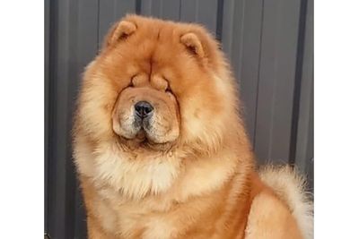 Rafa