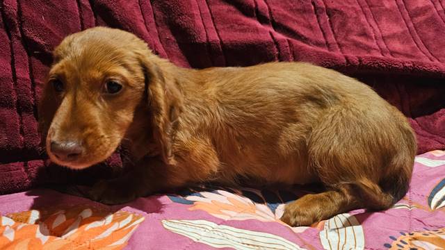 Girl puppy
