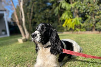 Junior