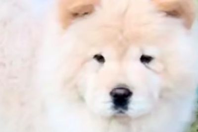 BLANCA