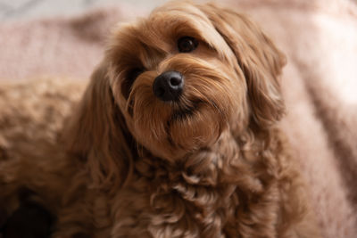 Marley