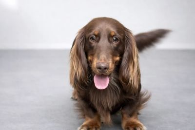 Hank ANKC registered  long hair 