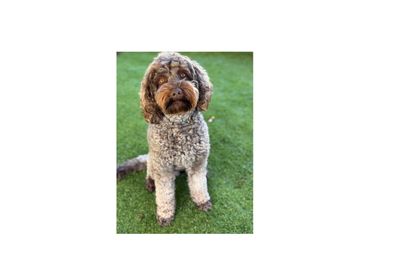 Aamberdell Cadbury Cloud (Mocha)