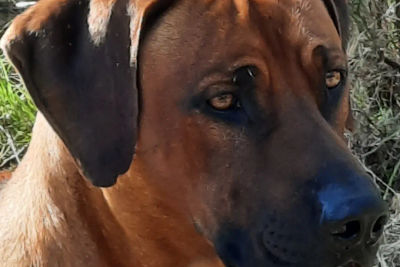 Vito
