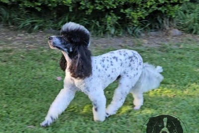 Gianni