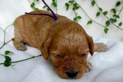 Holly (Purple)