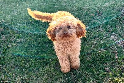 Rupert
