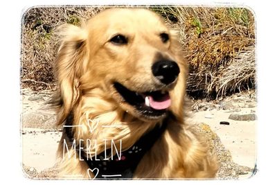 Merlin