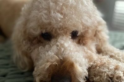 Fozzie