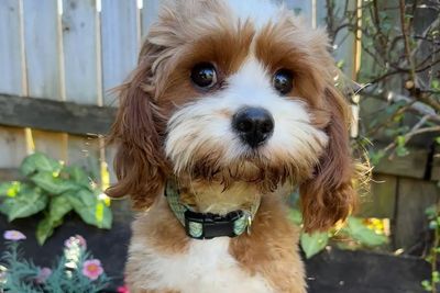 Love Me Harley - Sophie