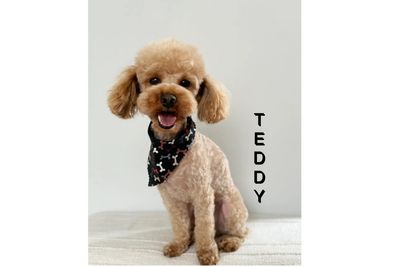 Teddy