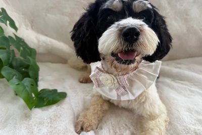 Daisy