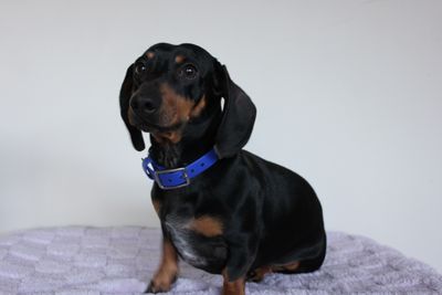 NOVA OSCAR
