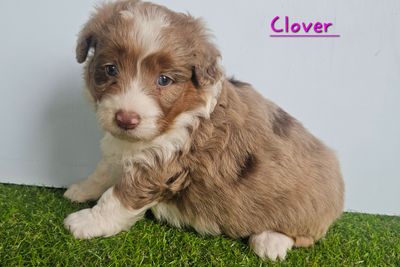Clover