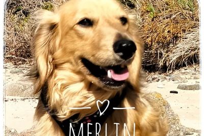 Merlin of Avalon 