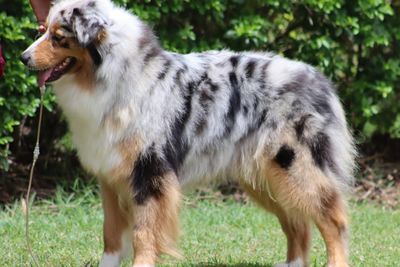 Meeka
