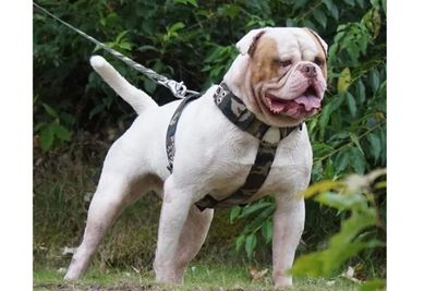 Murdock