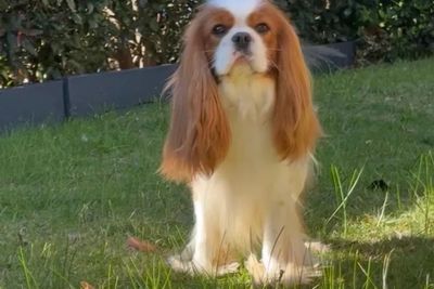 MERLIN (Stud)