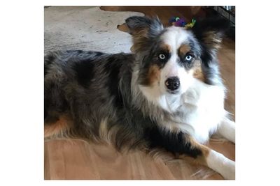 MOXIE - Retired