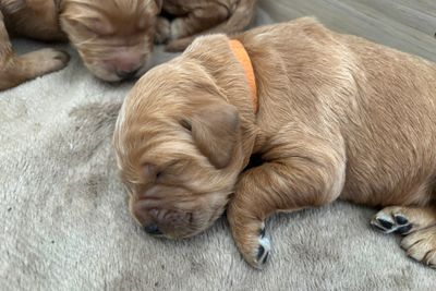 Orange Girl