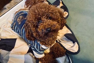 Fonzie 