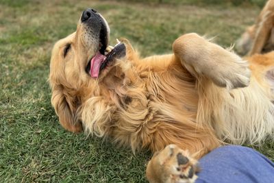 Buddy 
