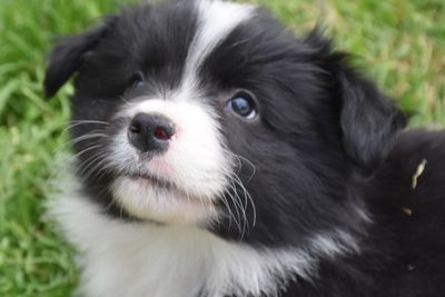Boy