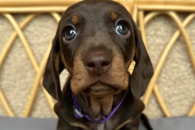 Eva-Purple Collar