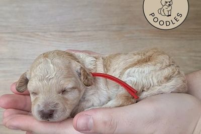 Ula'ree Praline Doree - Ms. Red