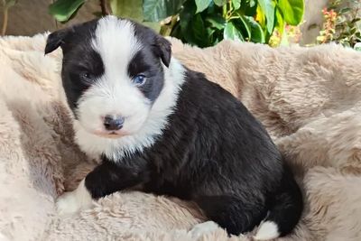Comet • Roxy4 • Black & White • $2500