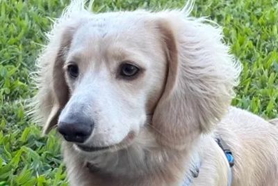 Ollie ~ our stud