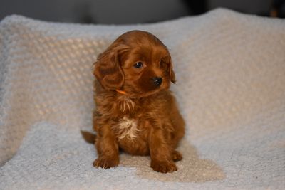 Minnie