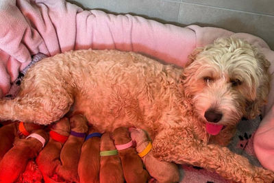 Addy
