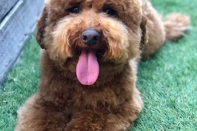 Labradoodle newcastle sales