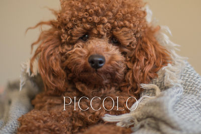 Raggy Dogs - Piccolo Poodle Red Stud