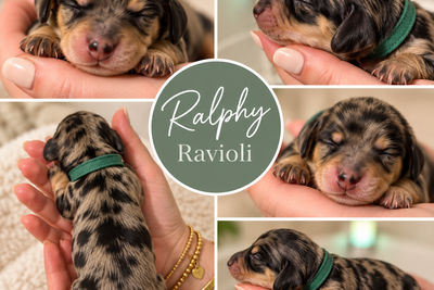 Ralphy