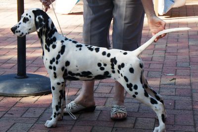 Dottie