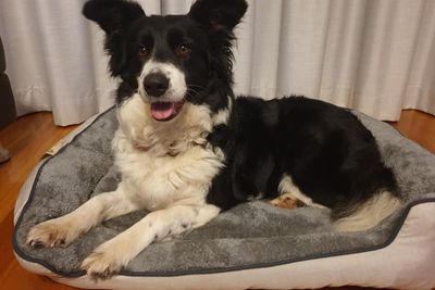Harper Rose - Retired