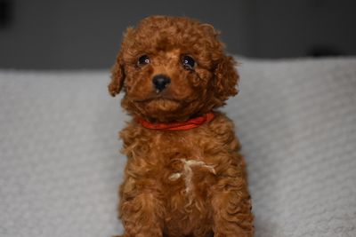 Alfie