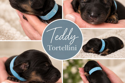 Teddy 