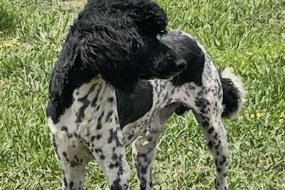 Bertie
