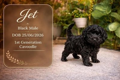 Jet • Lola9 • Black • $2000