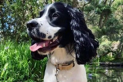 Stella-Maree