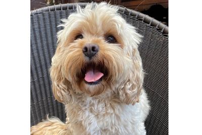 Daisy 