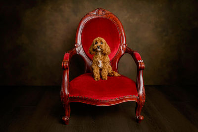 (Stud) Taffy Bear Paddington