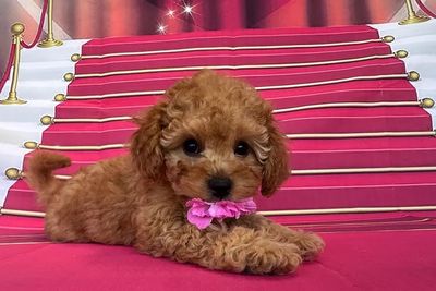 Miss Pink