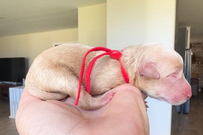 Red collar girl