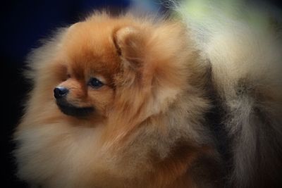 Chewy