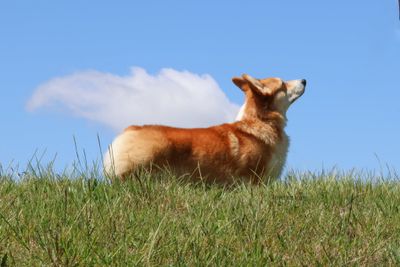 Ziggi